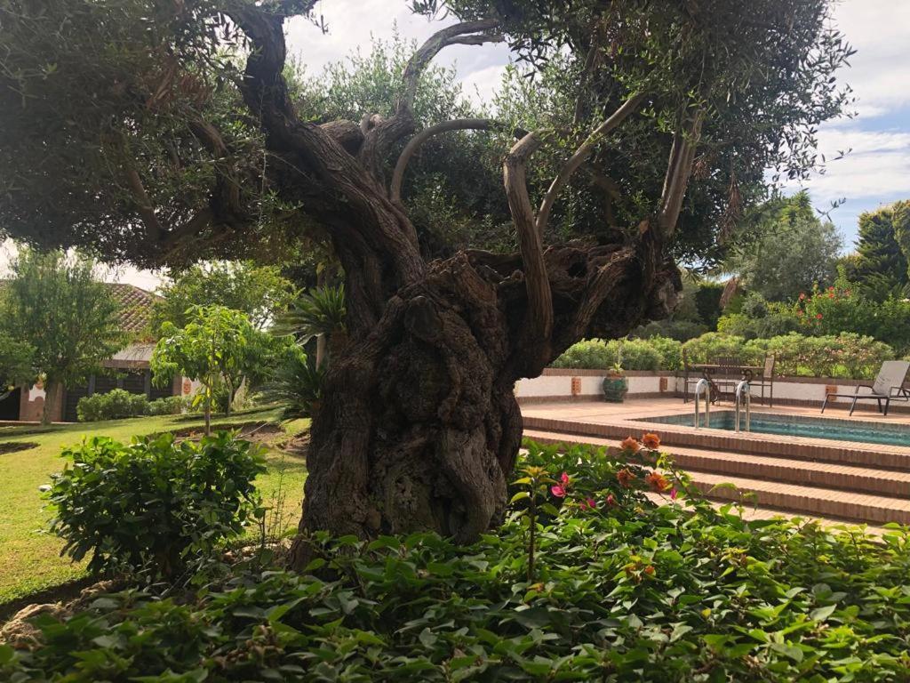 マルベーリャ Authentic Andaluciaヴィラ エクステリア 写真